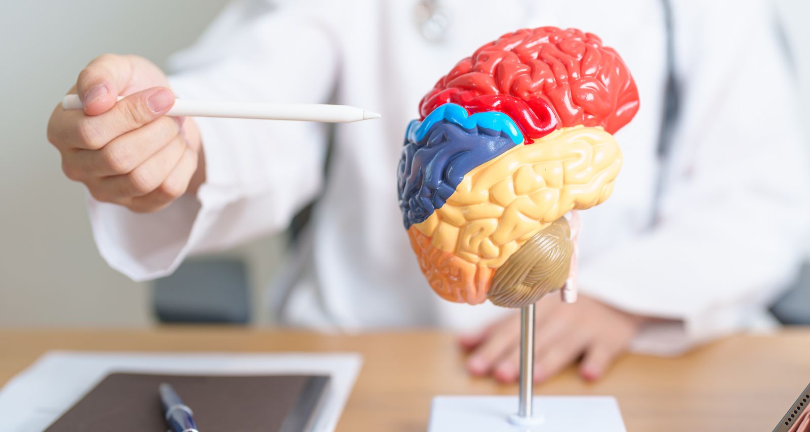 Der Arzt zeigt ein Gehirn-Modell