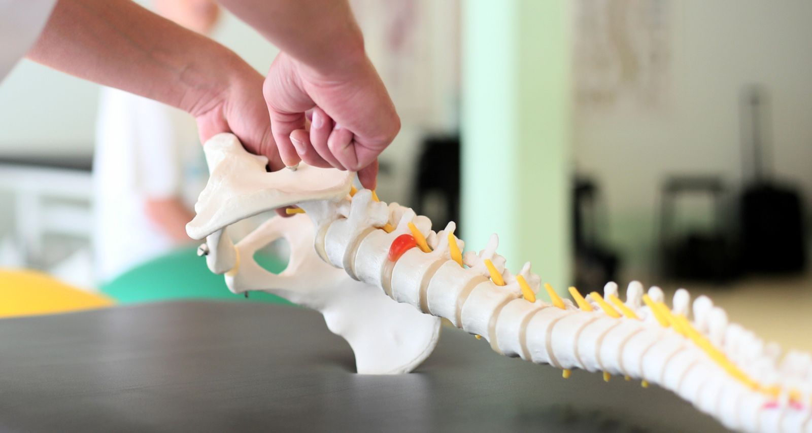 Wirbelsäule-Modell