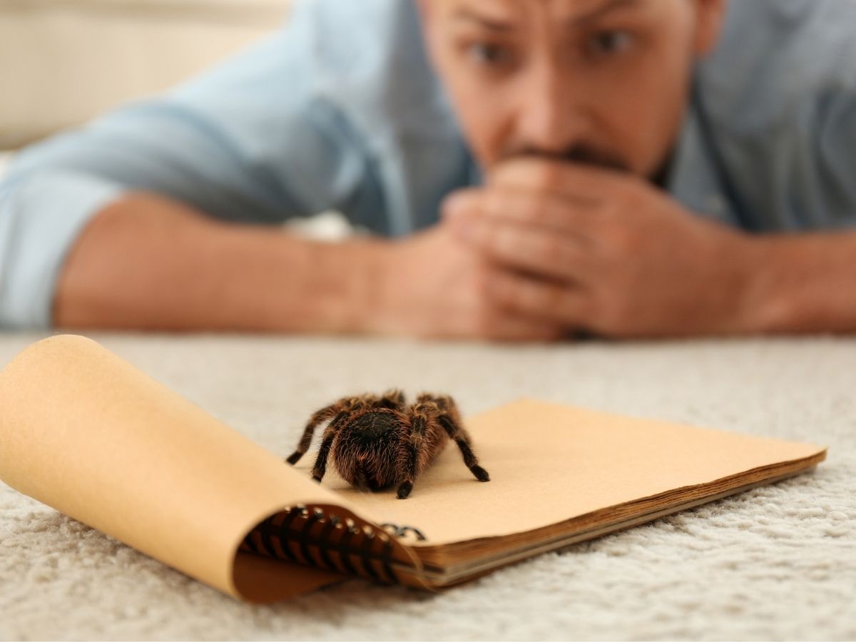 Ein Mann der sich eine Spinne anschaut