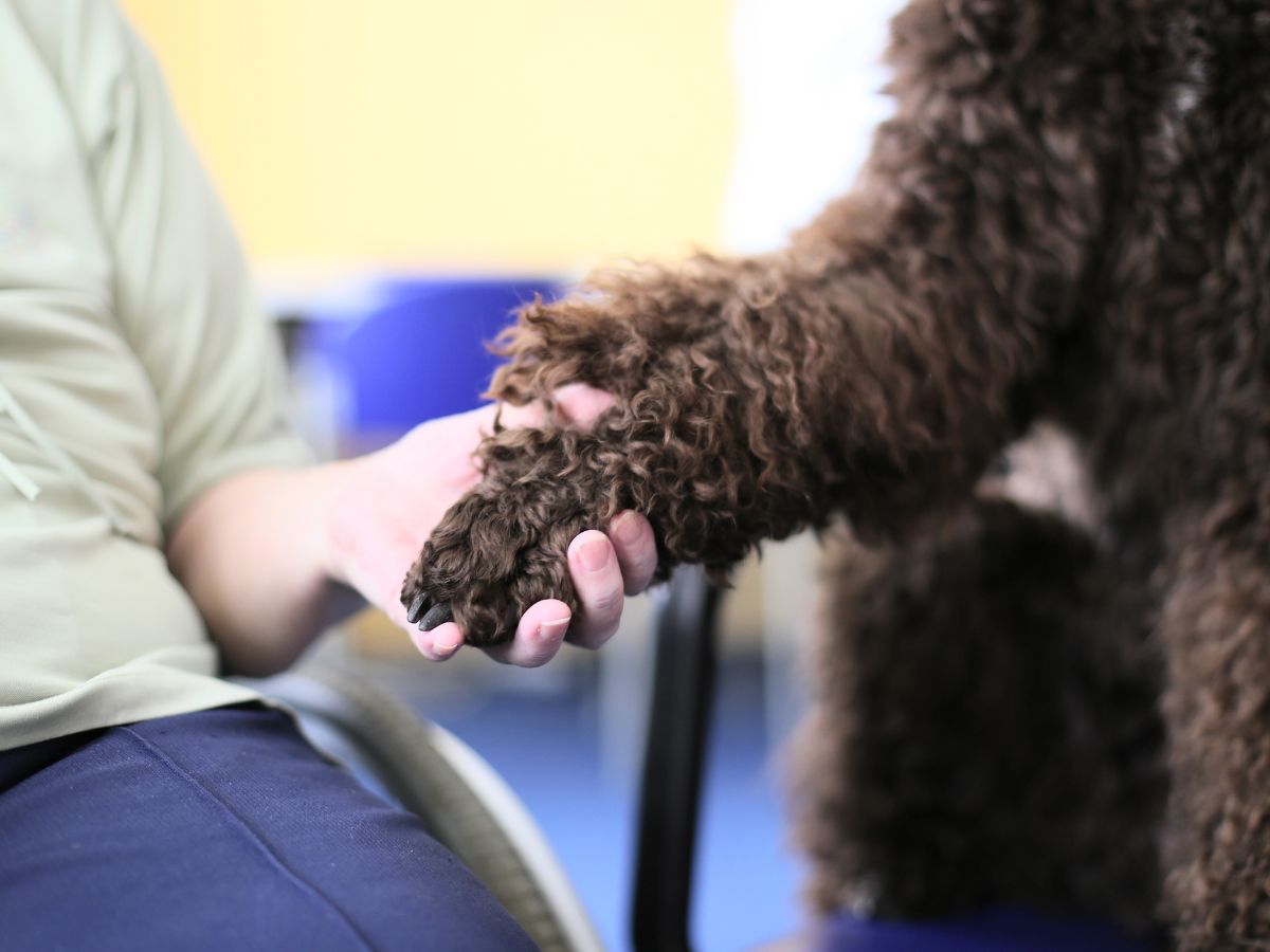 Eine Person hält die Pfote eines Hundes 