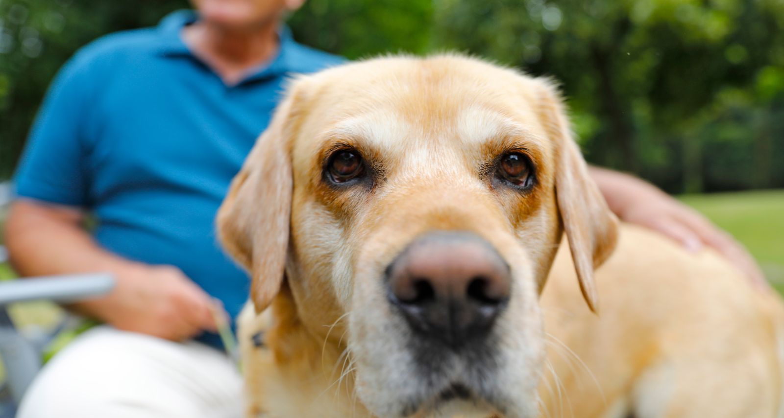 Eine Person die einen Hund streichelt 