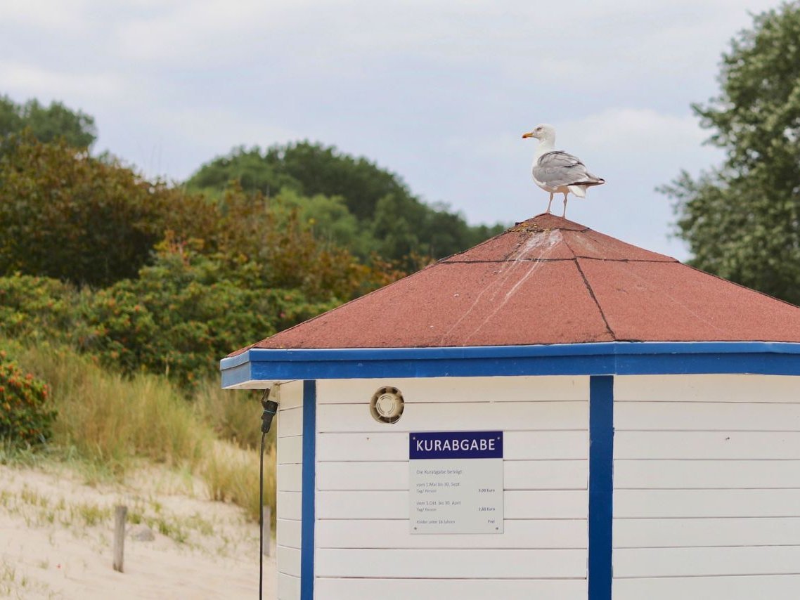 Mehrere Strandkörbe stehen nebeneinander aufgereiht am Strand