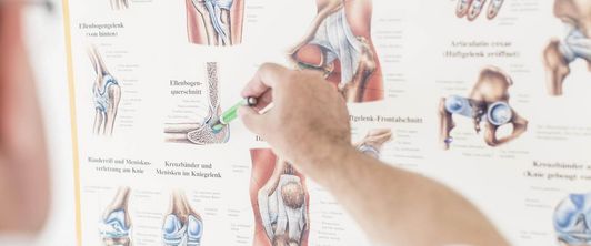 Infoposter zu Muskeln im MEDIAN Reha-Zentrum Bernkastel-Küs Klinik Moselschleife