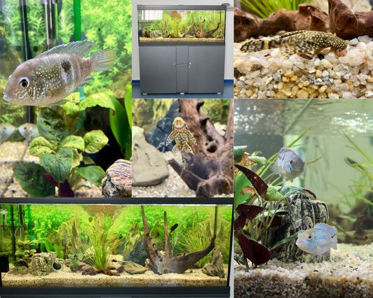 Neues Aquarium im Haus Sonnenhang in Steimel