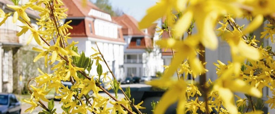 Aussenaufnahme_Forsythien.jpg