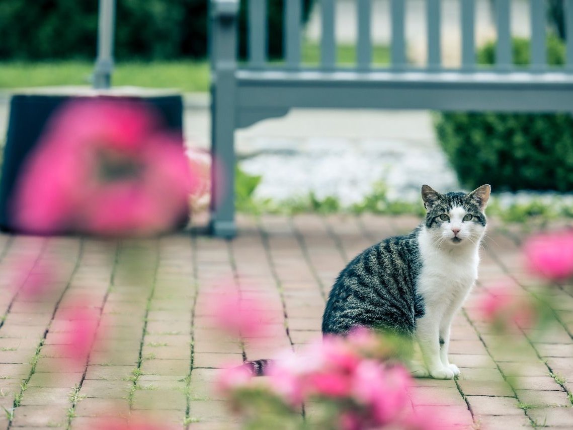 Eine Katze die vor einer Bank sitzt draußen 
