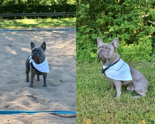 Wir gratulieren unserem neuen Therapiebegleithund zur bestandenen Prüfung! Wir gratulieren unserem neuen Therapiebegleithund zur bestandenen Prüfung!