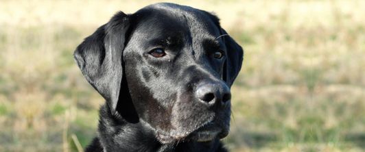 Tiergestützte Therapie startet in der MEDIAN Klinik Münchwies Tiergestützte Therapie startet in der MEDIAN Klinik Münchwies