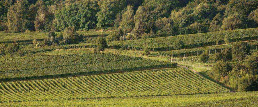MEDIAN Klinik Bad Dürkheim Natur Feld bad-duerkheim-feld.jpg