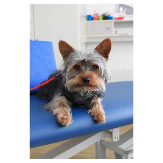 Wir gratulieren unserem neuen Therapiebegleithund zur bestandenen Prüfung! Wir gratulieren unserem neuen Therapiebegleithund zur bestandenen Prüfung!