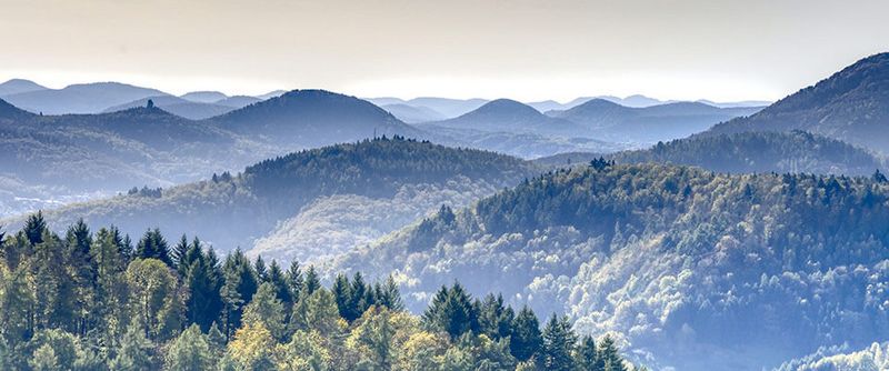 Wälder in der Nähe der MEDIAN Privatklinik Berggarten Deidesheim