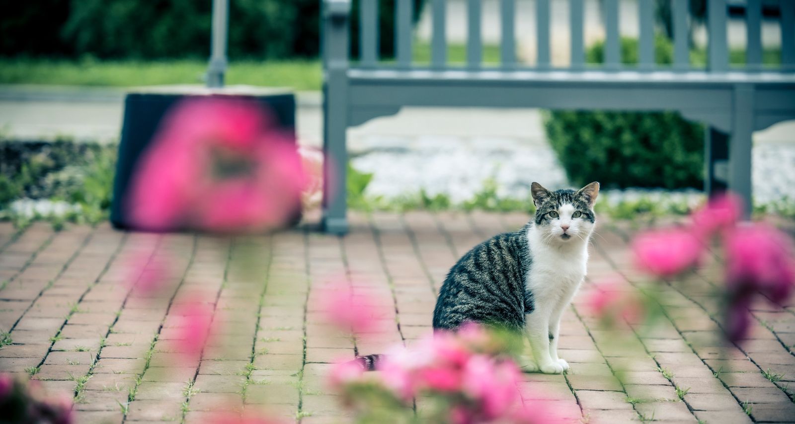 Eine Katze die vor einer Bank sitzt draußen 
