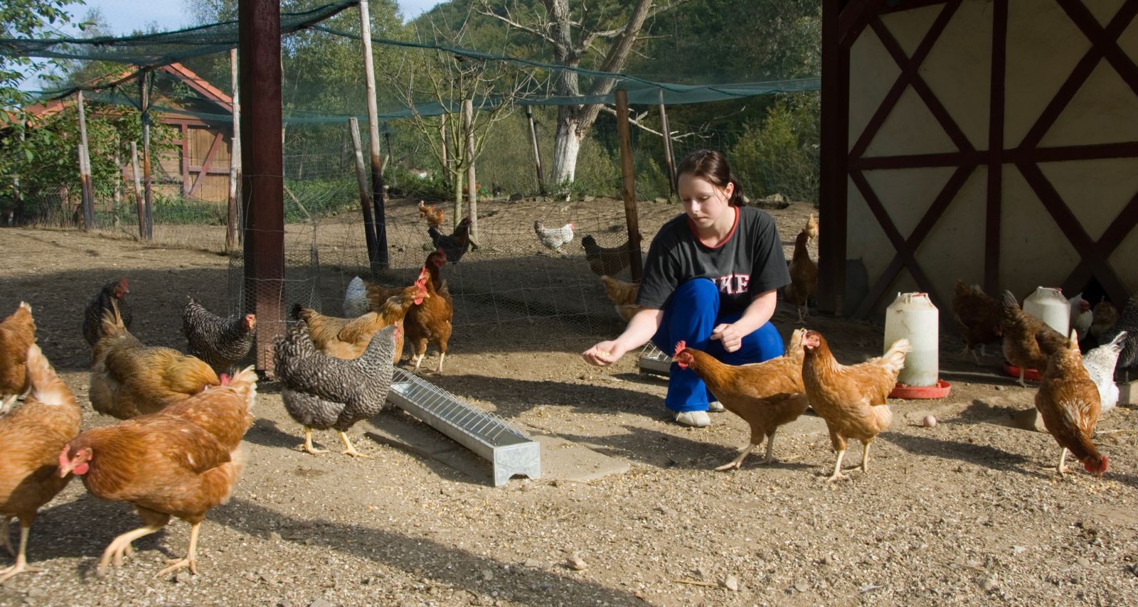 Eine Frau die Hühner füttert 