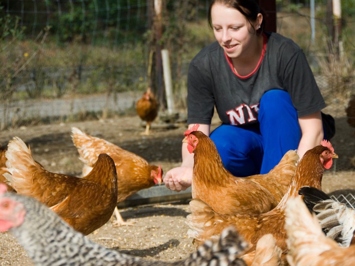 Eine Frau die Hühner füttert