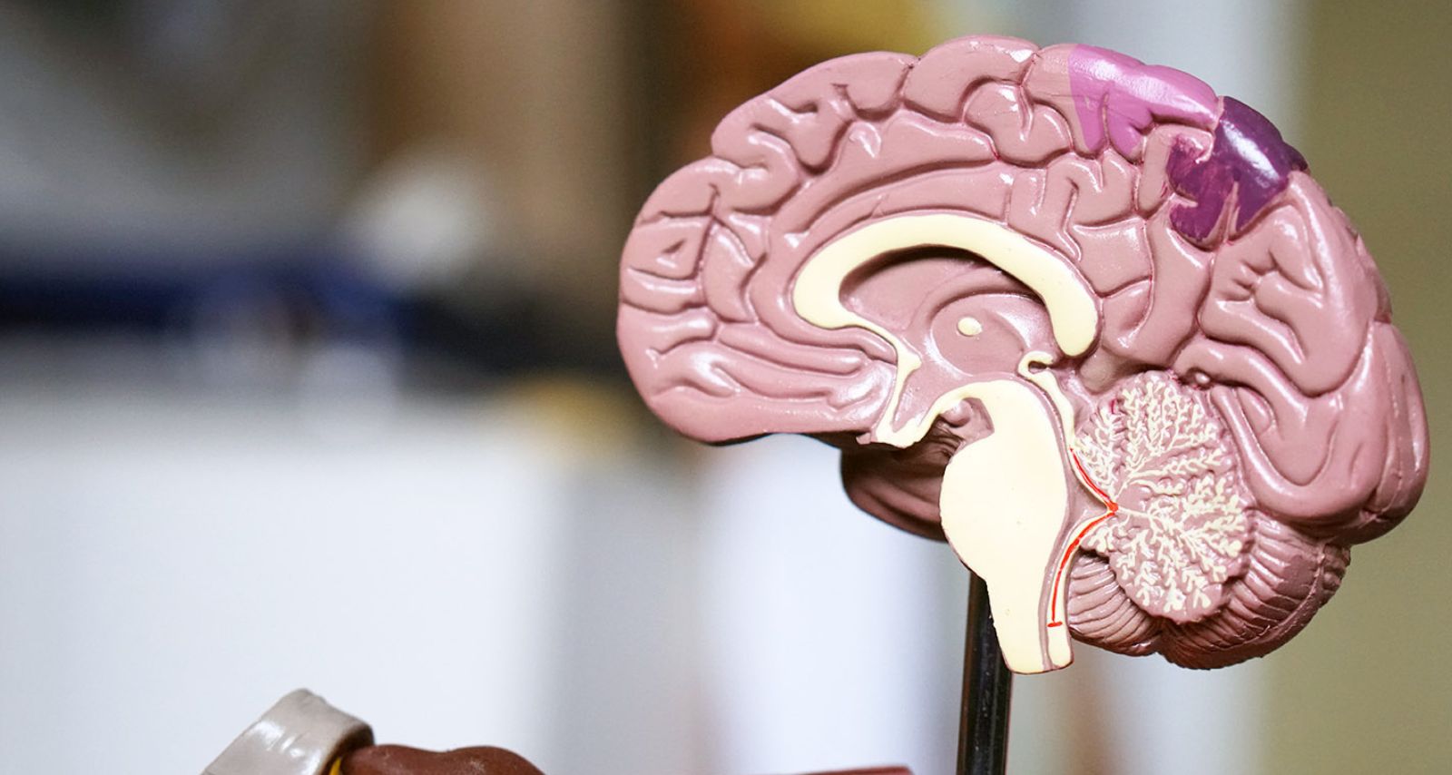 Ein Modell vom Gehirn 