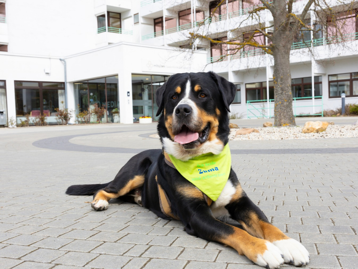 Der Hund blickt in die Kamera