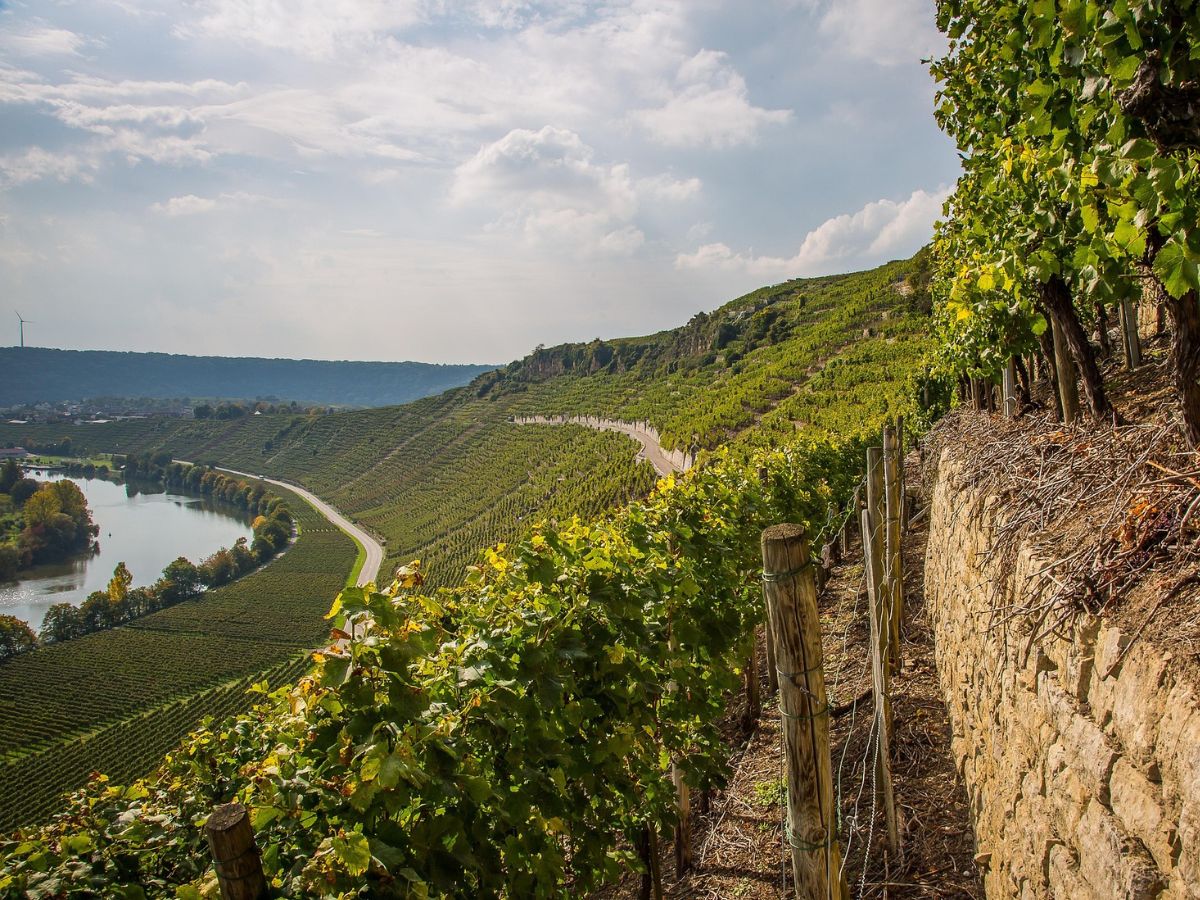 Weinreben entlang einer Steinmauer am steilen Hang bei Hessigheim, darunter eine Neckarschleife