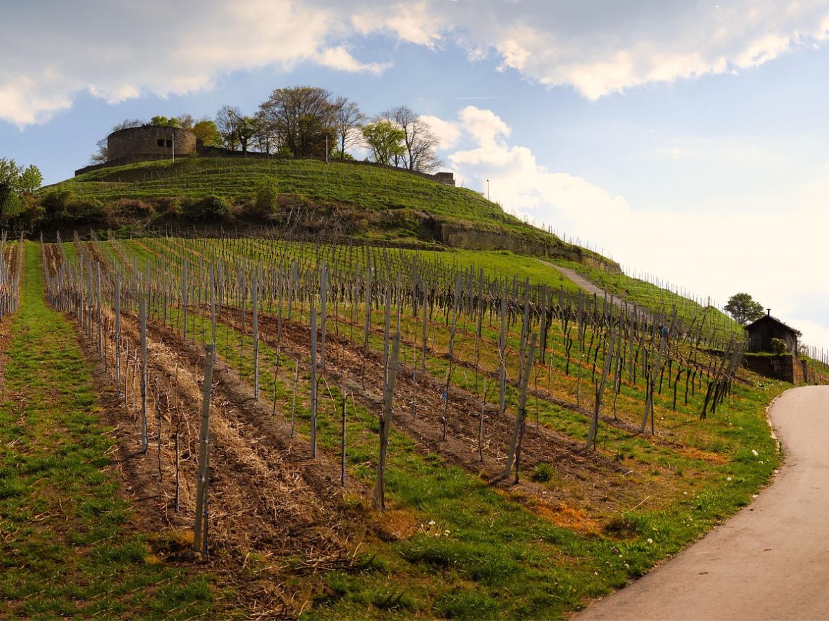 Reihen von Weinreben an einem Hang unterhalb der Burgruine Weibertreu, rechts ein ansteigender Weg